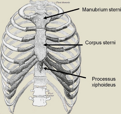 A manubrium sterni, a corpus sterni és a processus xiphoideus bemutatása a mellkas csontos vázának sémás ábráján.