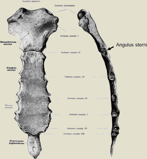 Az angulus sterni (Ludovici) és a szegycsont további részeinek bemutatása hátulnézetből és balról.